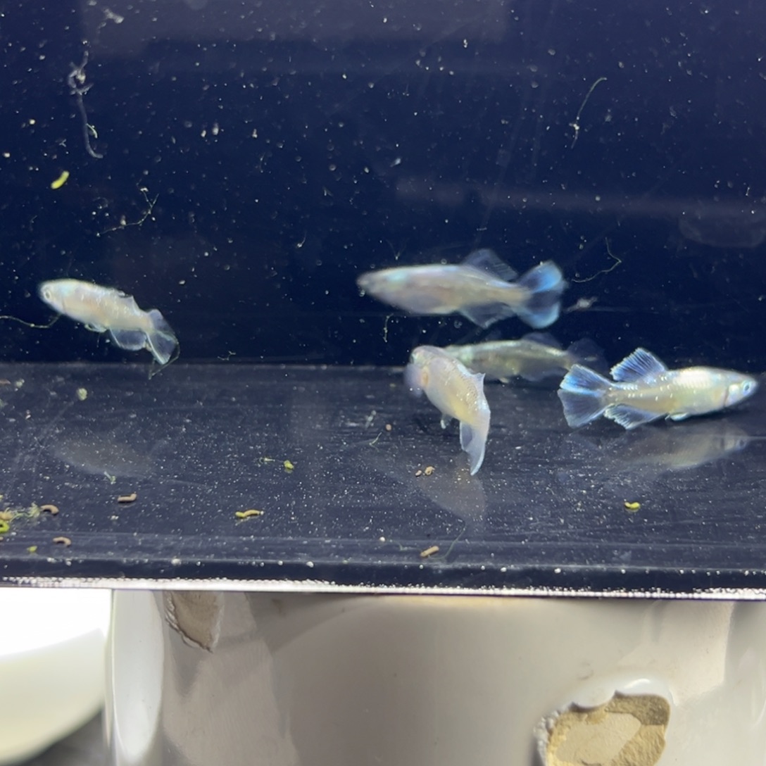 海水鱼26。         