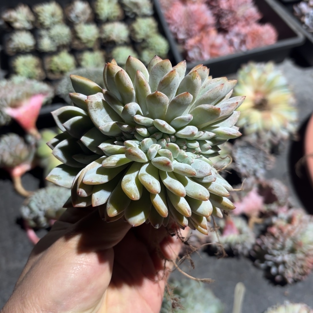 橙梦露缀化，小麦子专拍