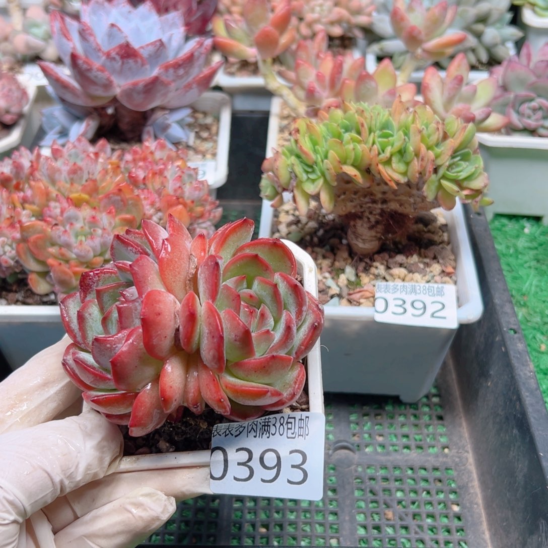 多肉一物一拍植物0393