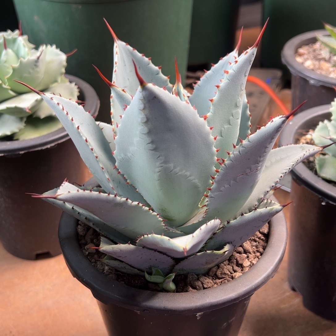 多肉植物龙舌兰道