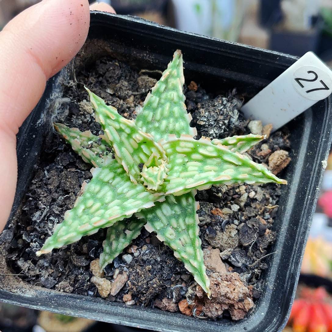 非偏远地区满25发货仙人球