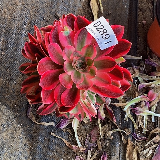 2891香妃多肉法师锦