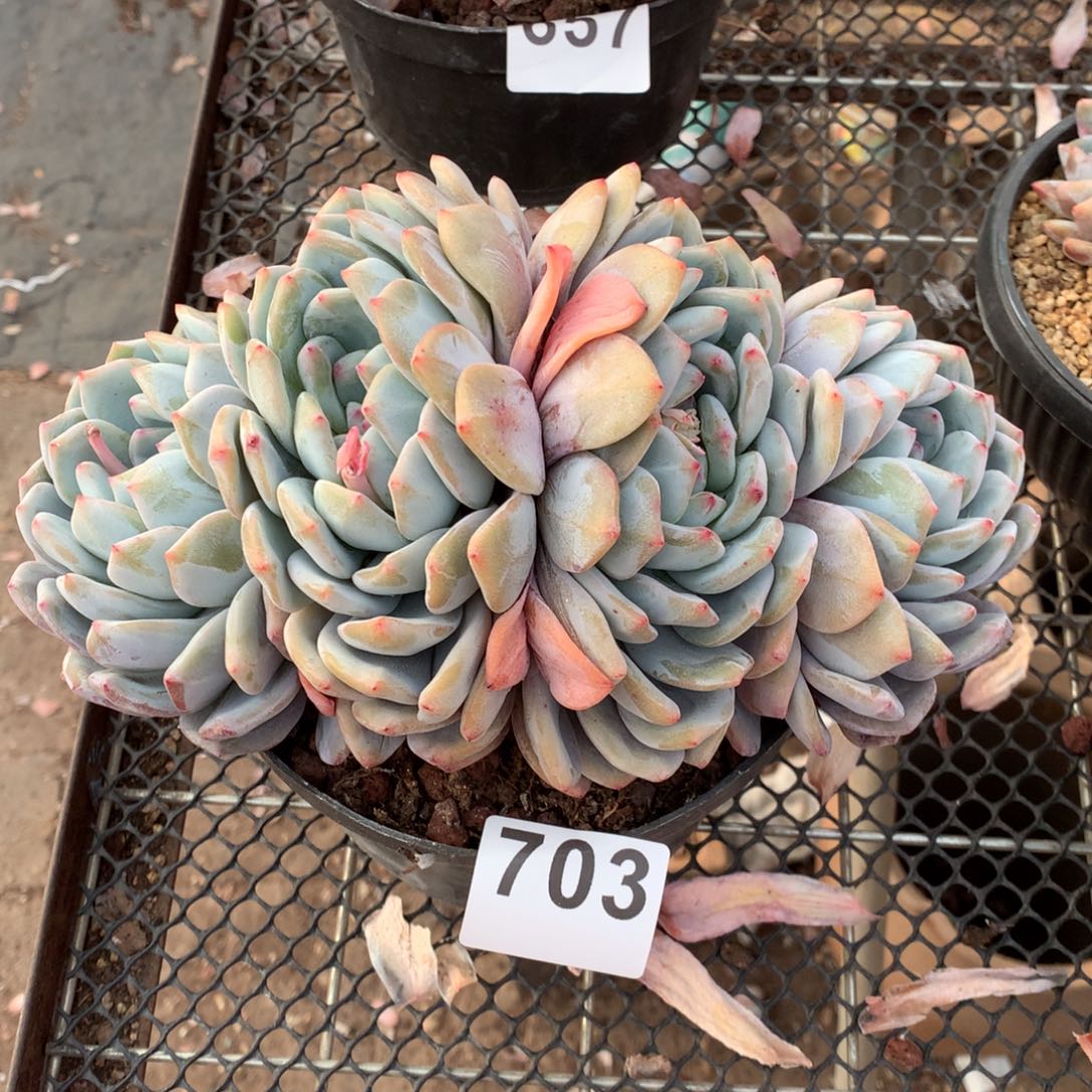 703橙子多肉植物