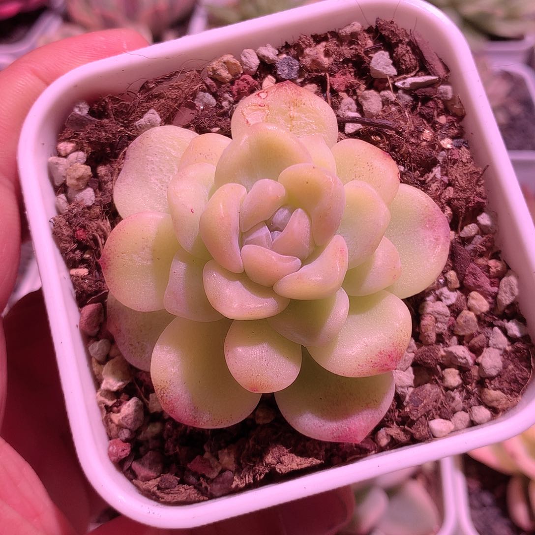 黄锦冰玉锦多肉植物。。。。。