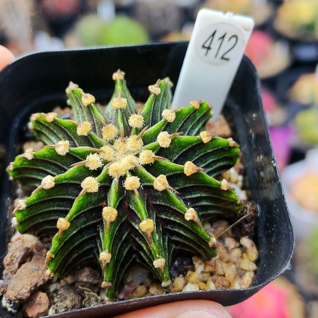 13楞非偏远地区满25包邮仙人球