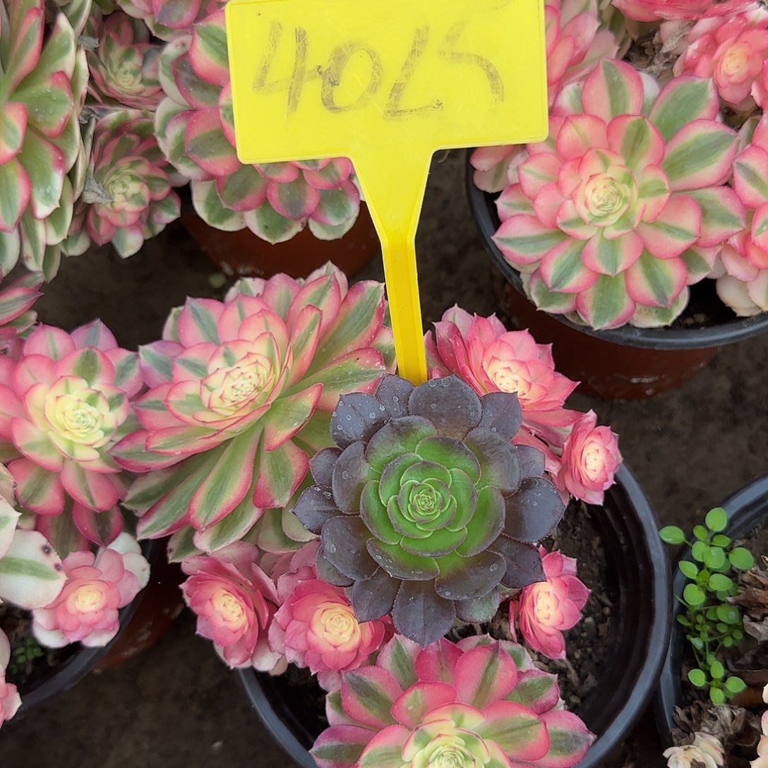 4025---倾城多头多肉植物