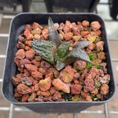 实生牡丹单头3仙人球