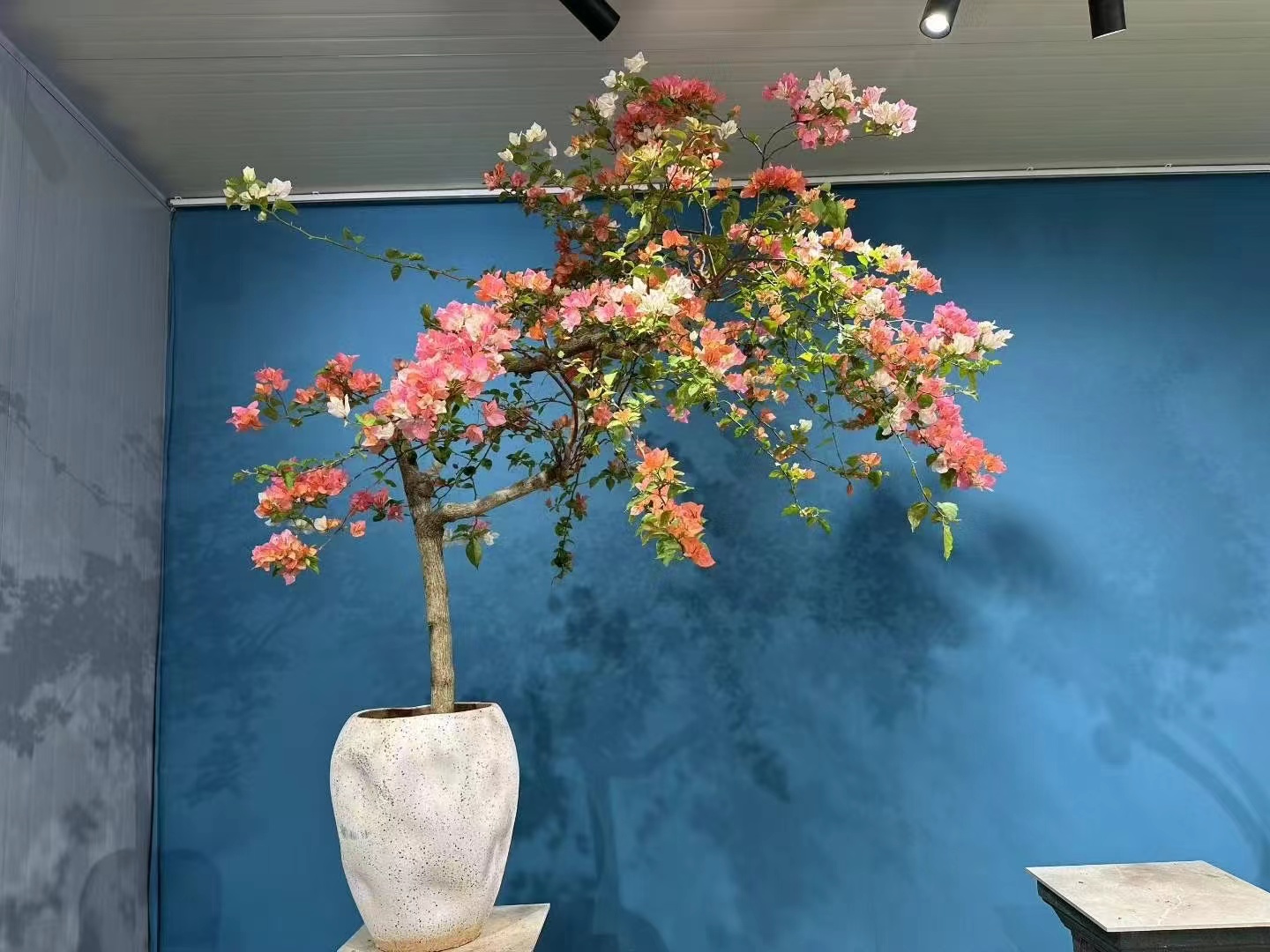 嫁接三角梅四季爆花造型盆景