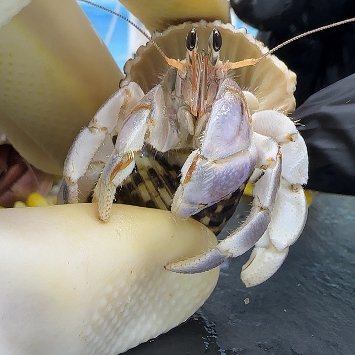 A58灰白2.0cm口径