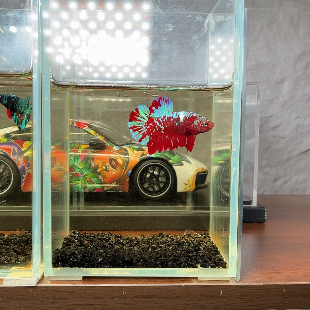 斗鱼彩金将军公鱼