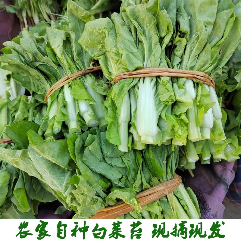 湖北农家露天自种白菜苔新鲜现摘