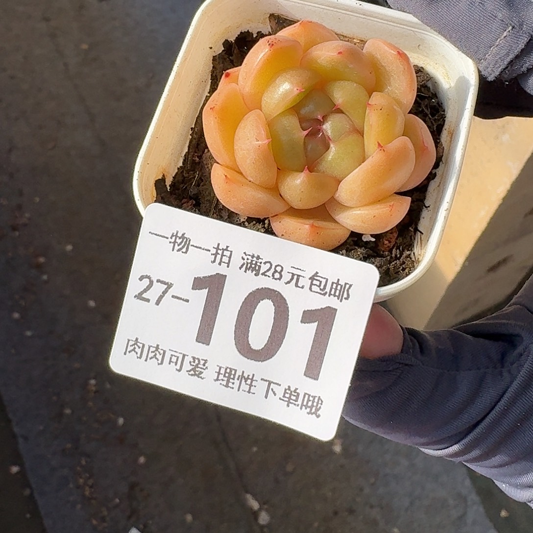 皮皮无盆土发货无