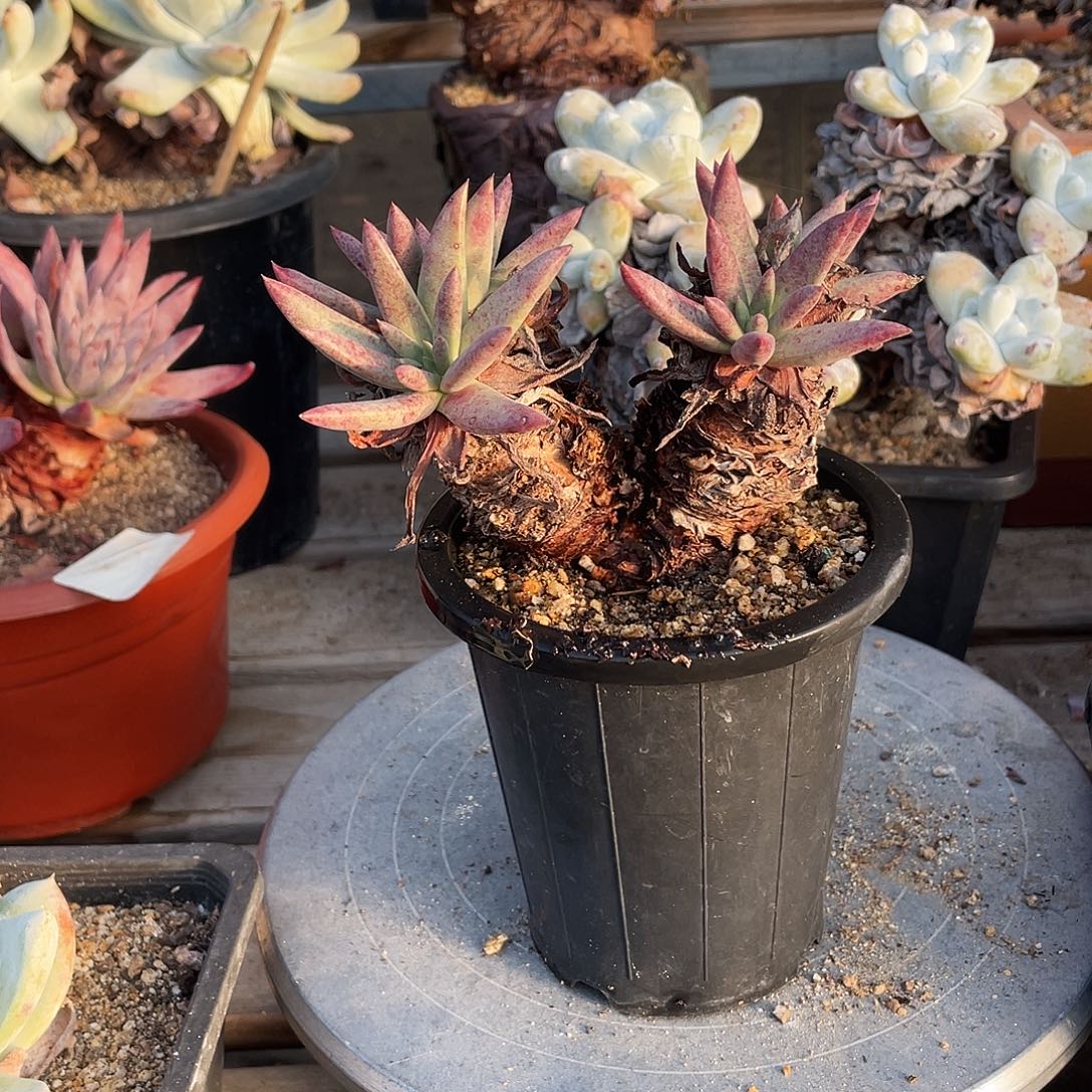 晨溪园艺仙女杯呀