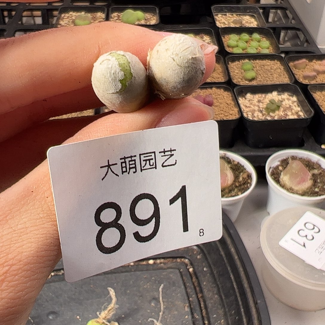 0000891一物一拍。