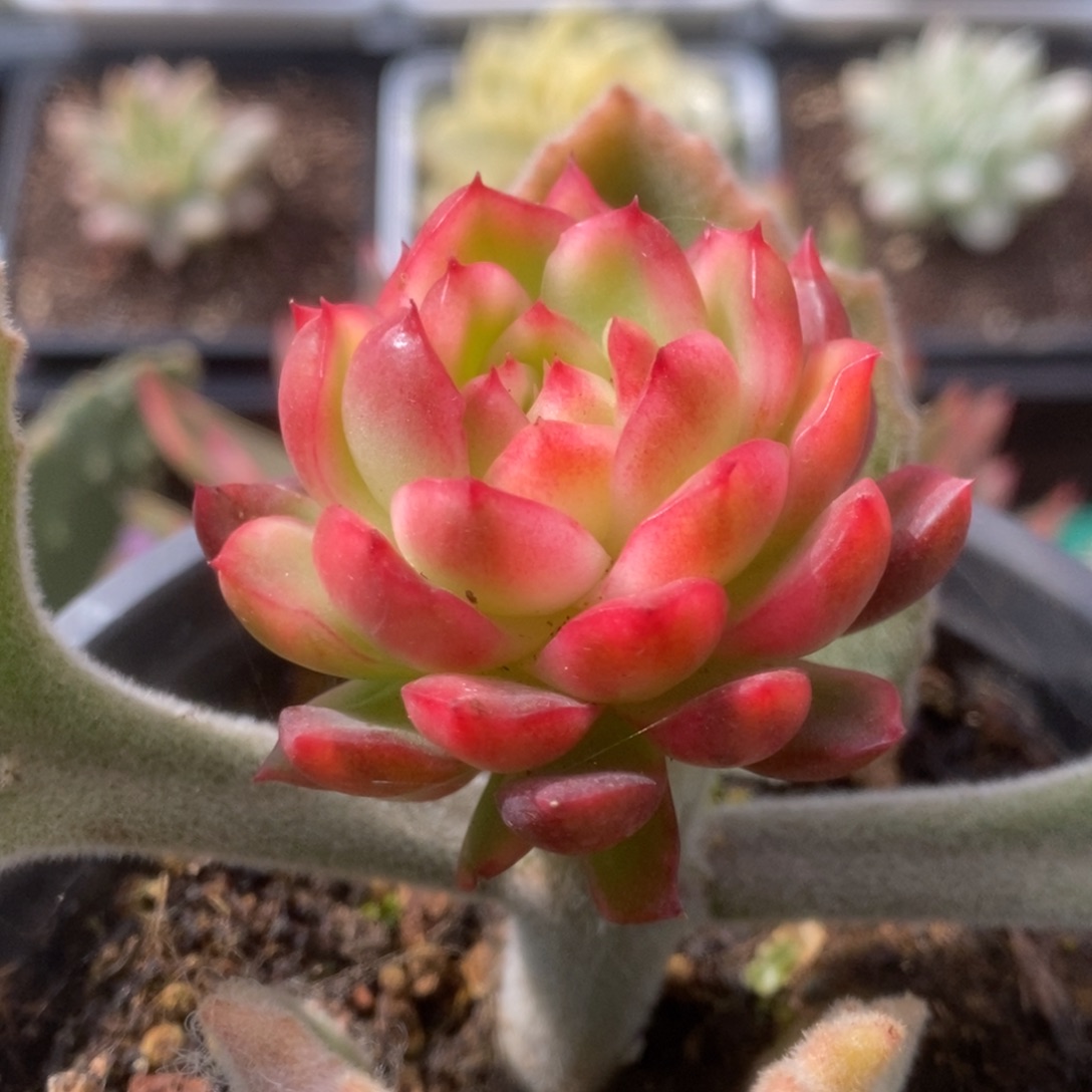 030红姑锦锦锦锦锦锦