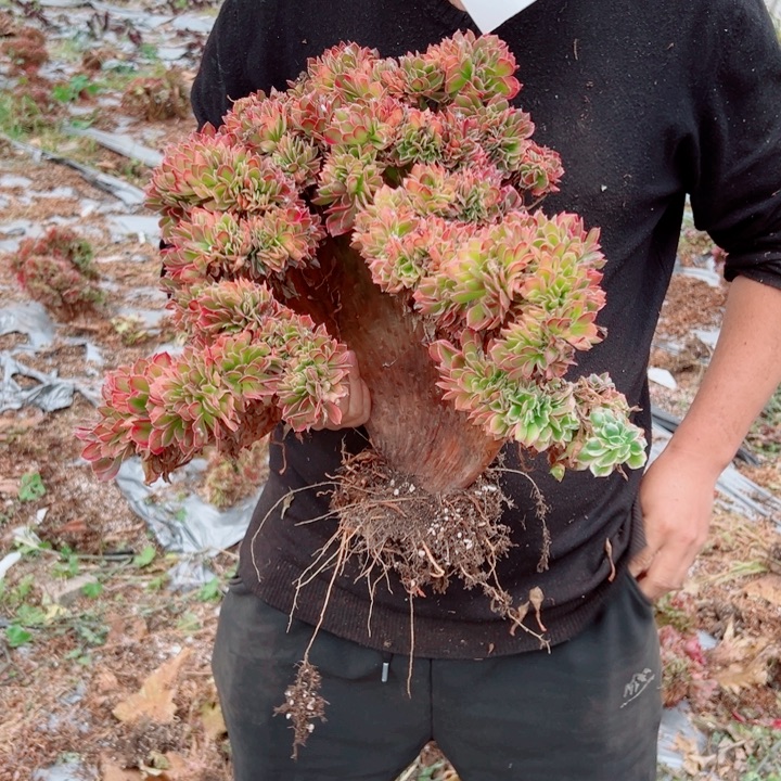 女郎醉话44号多肉法师