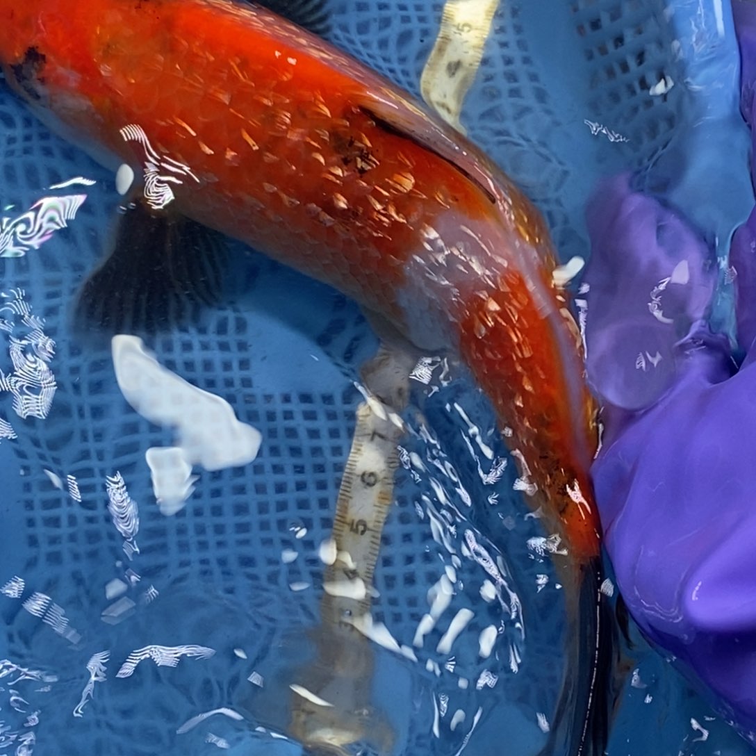 锦鲤冷水锦鲤包邮