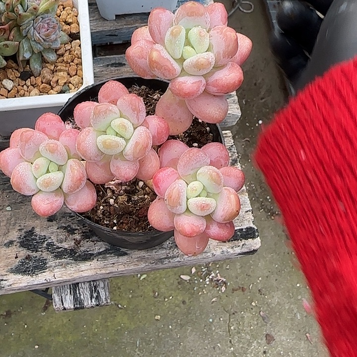 青蛙王子儿童牙膏11