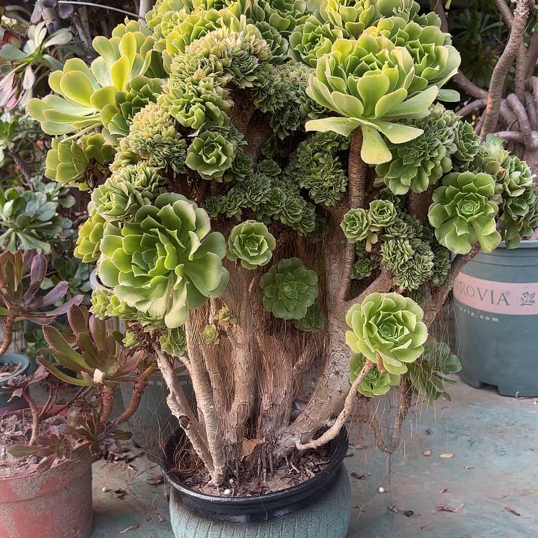 红陶哈哈哈哈哈哈哈哈哈哈哈