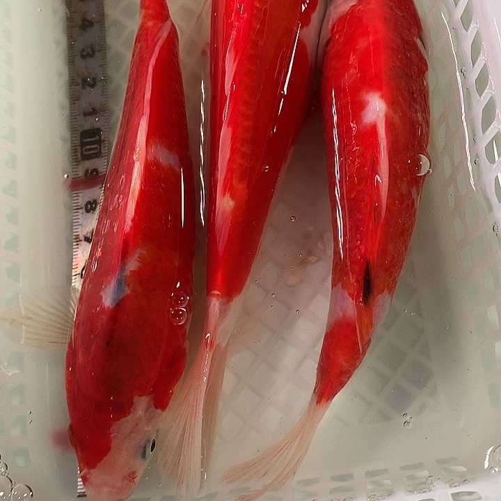 锦鲤冷水锦鲤包邮