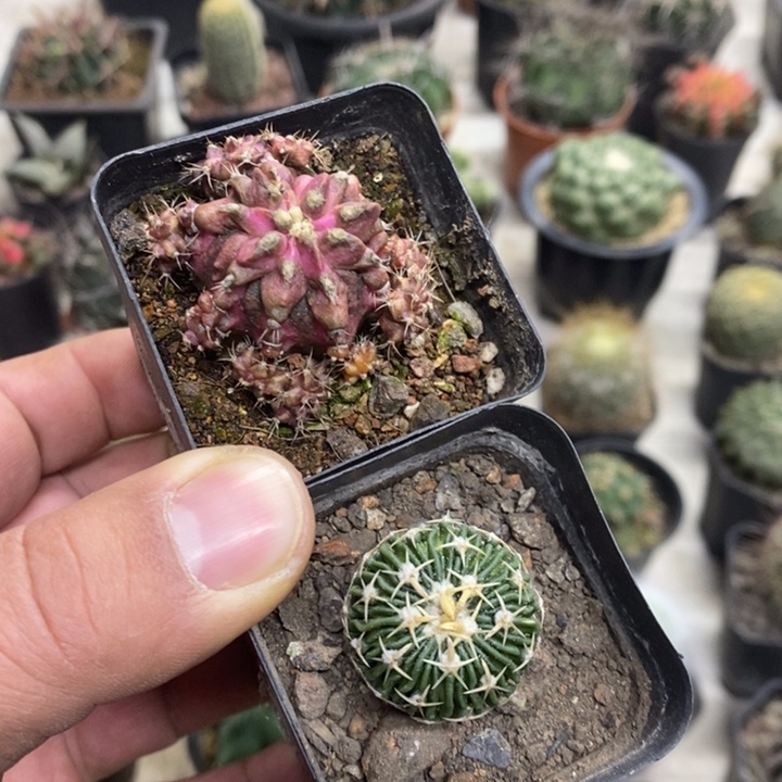 海神太刀岚2颗特价