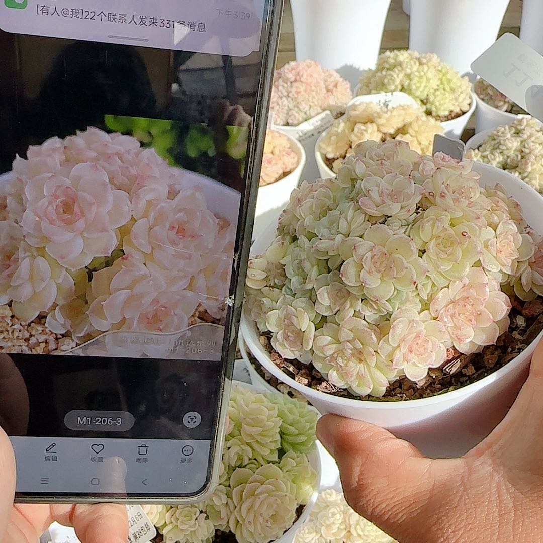 1206-114（m1-206-3）多肉