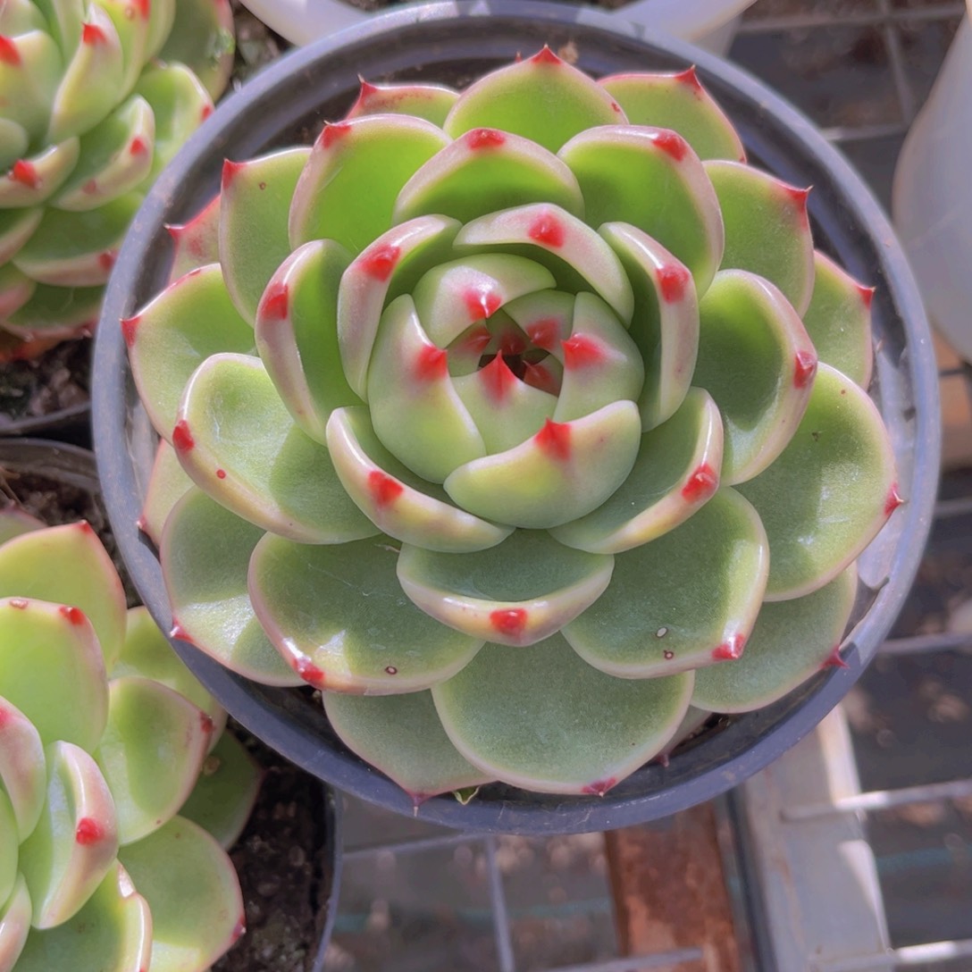 蓝龙12公分9999999