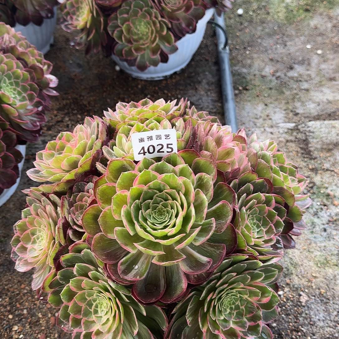 多肉植物万花筒4025