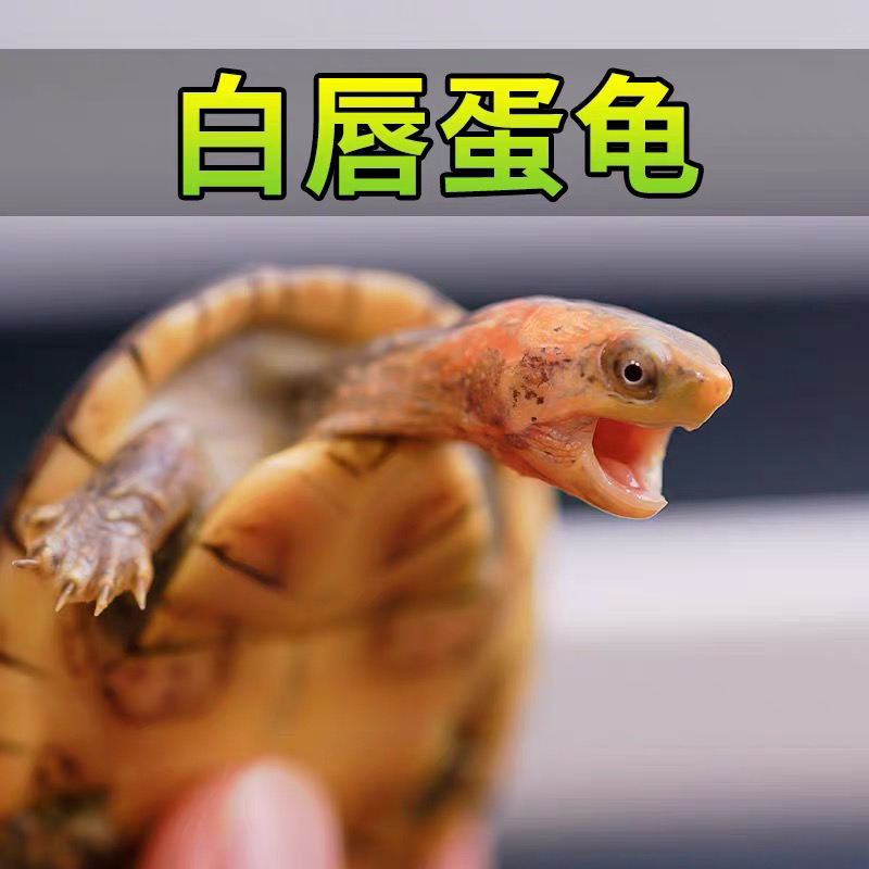 白唇苗乌龟可爱互动性好
