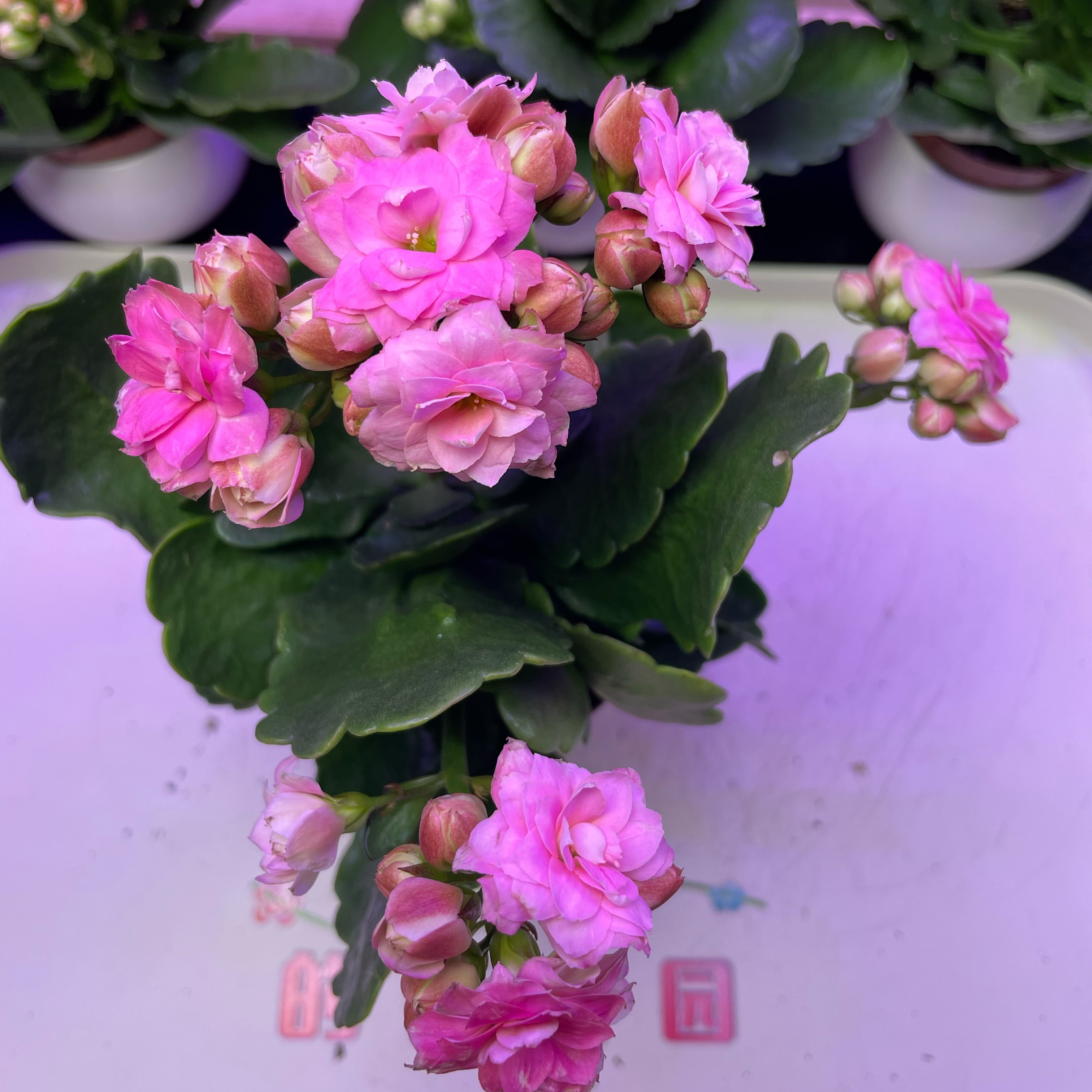 【奶油蜜桃】新品110盆重瓣长寿花