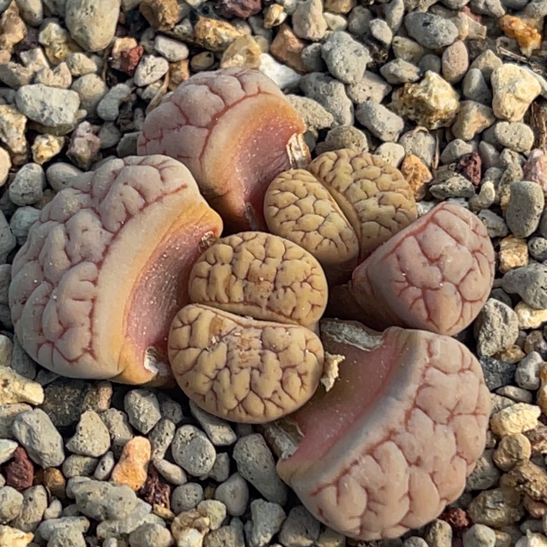 6120特双头粉色蛙哥189一颗