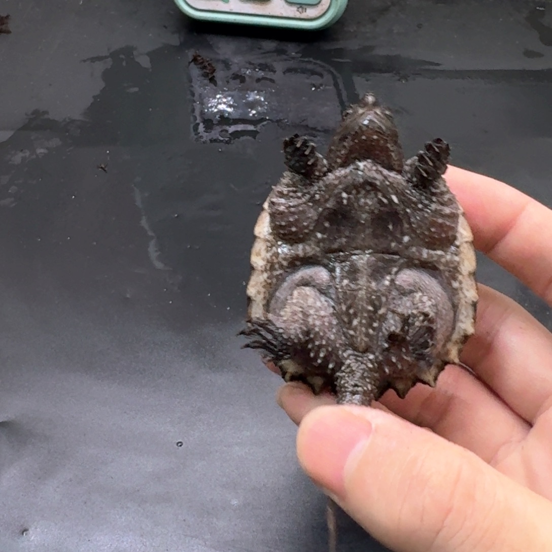 宠物龟不分公母111