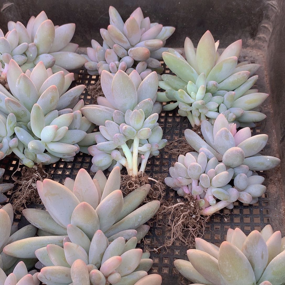 潜力股白兰地35678899990