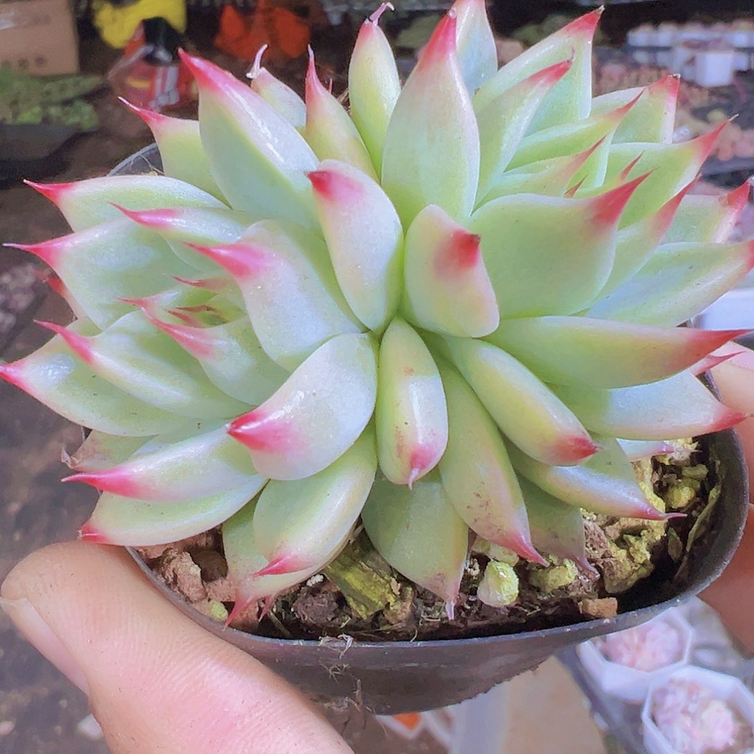 大双头托斯卡19包邮