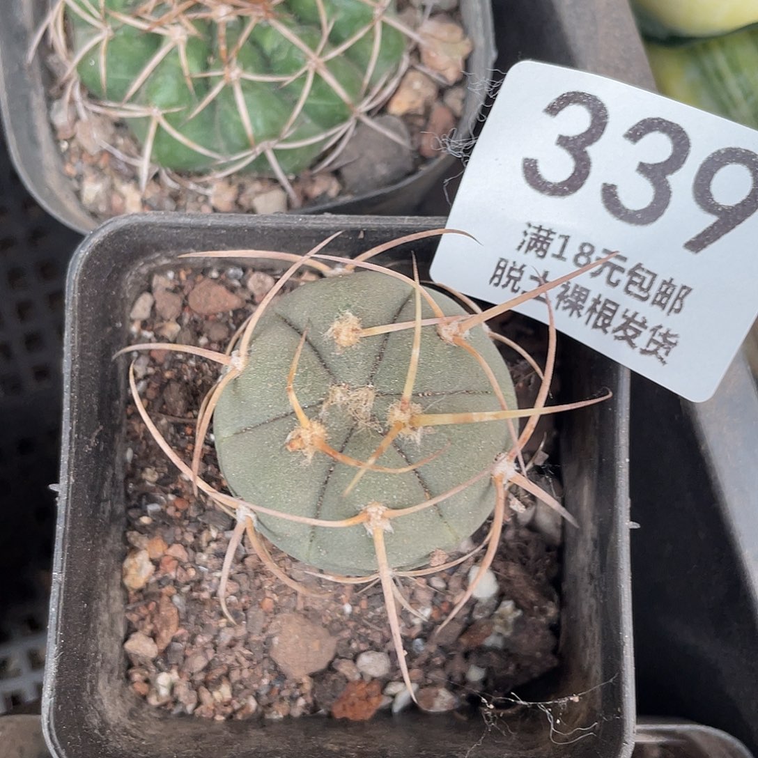 339长刺光凌仙人球