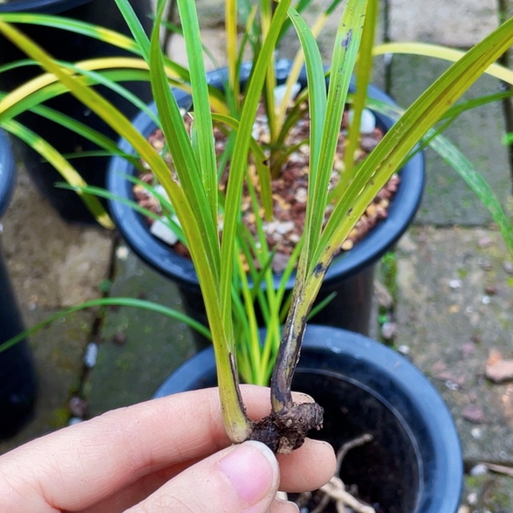 完全开放惠兰很黄心草