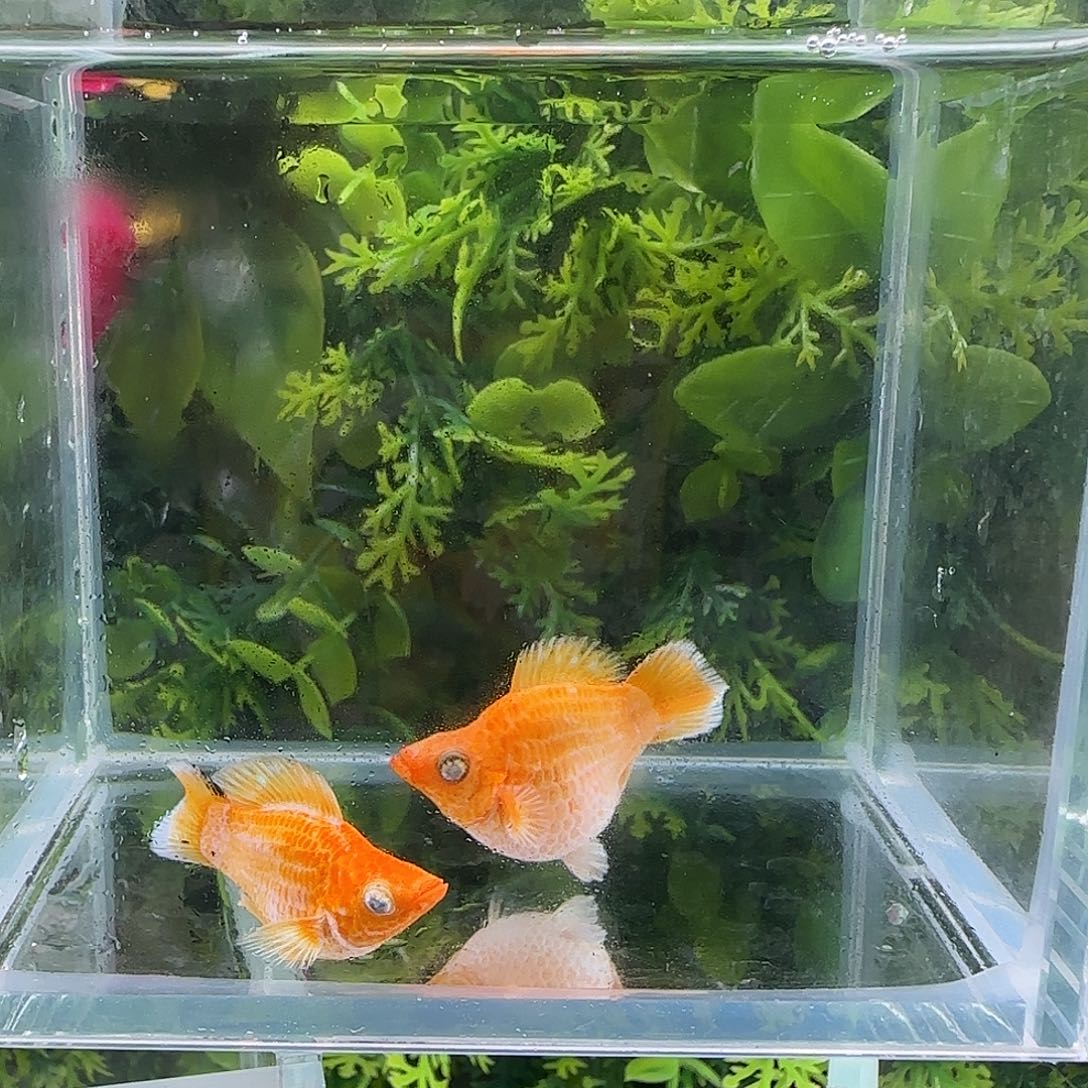 孔雀鱼钻石玛丽黄金一对