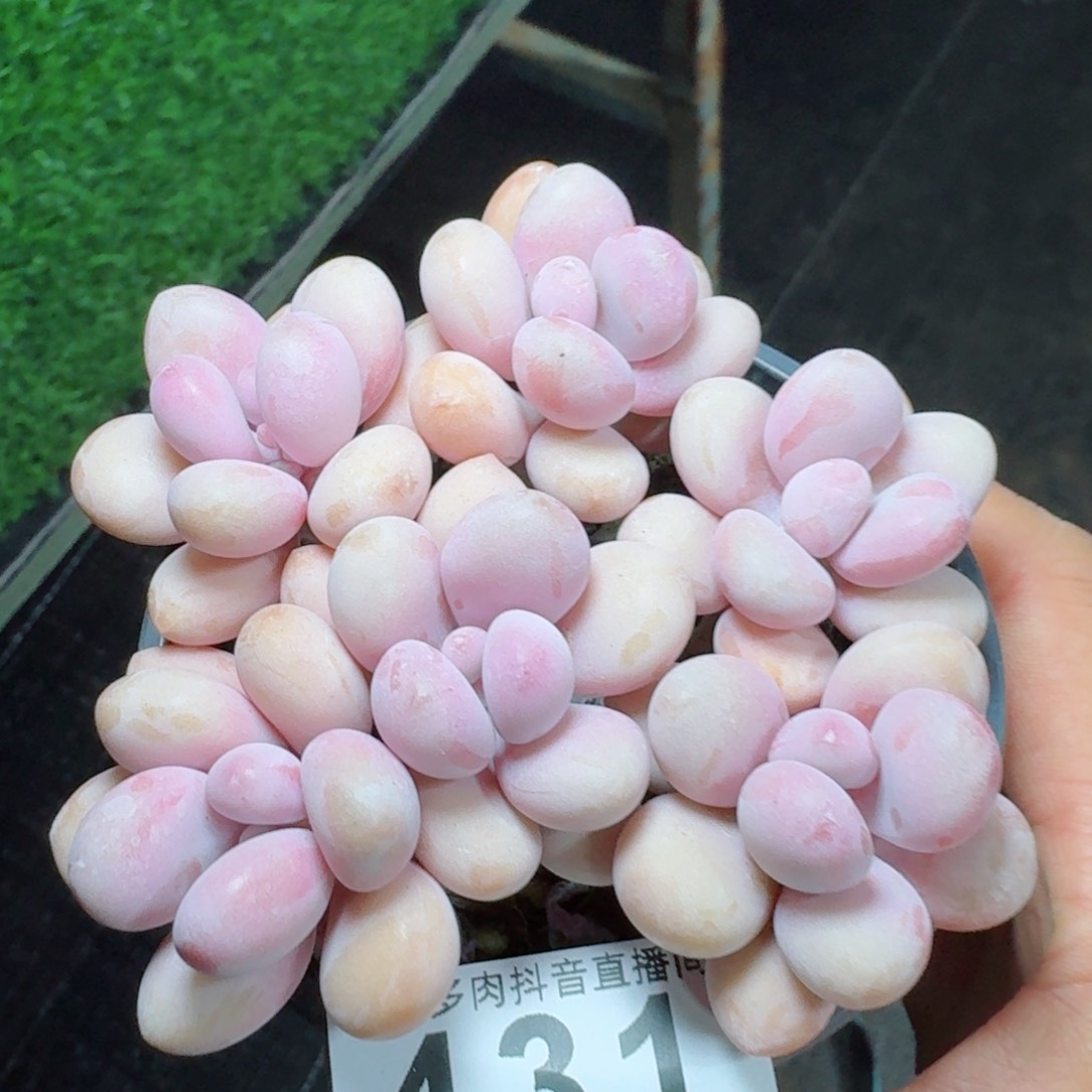 桃蛋老桩         多肉植物