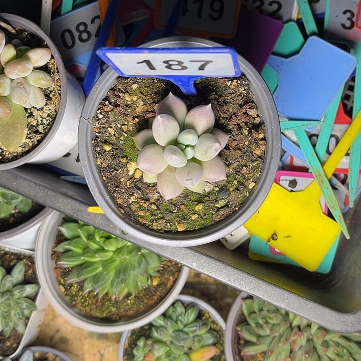 l***.多肉植物海豚体哥特187