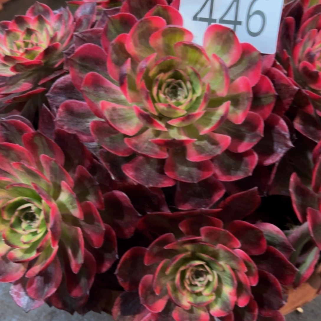 多肉植物福利446号