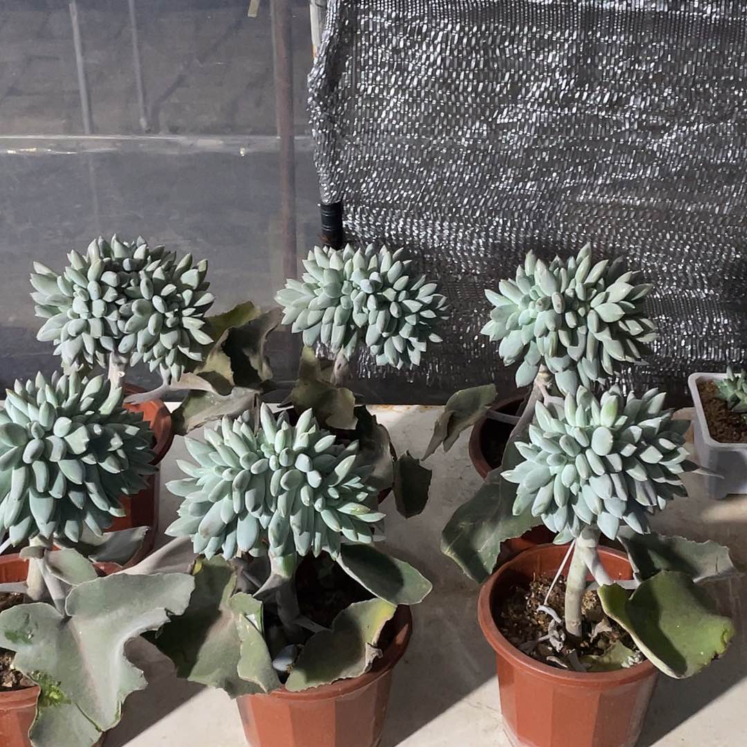 你是我自己最哥特缀18冠服