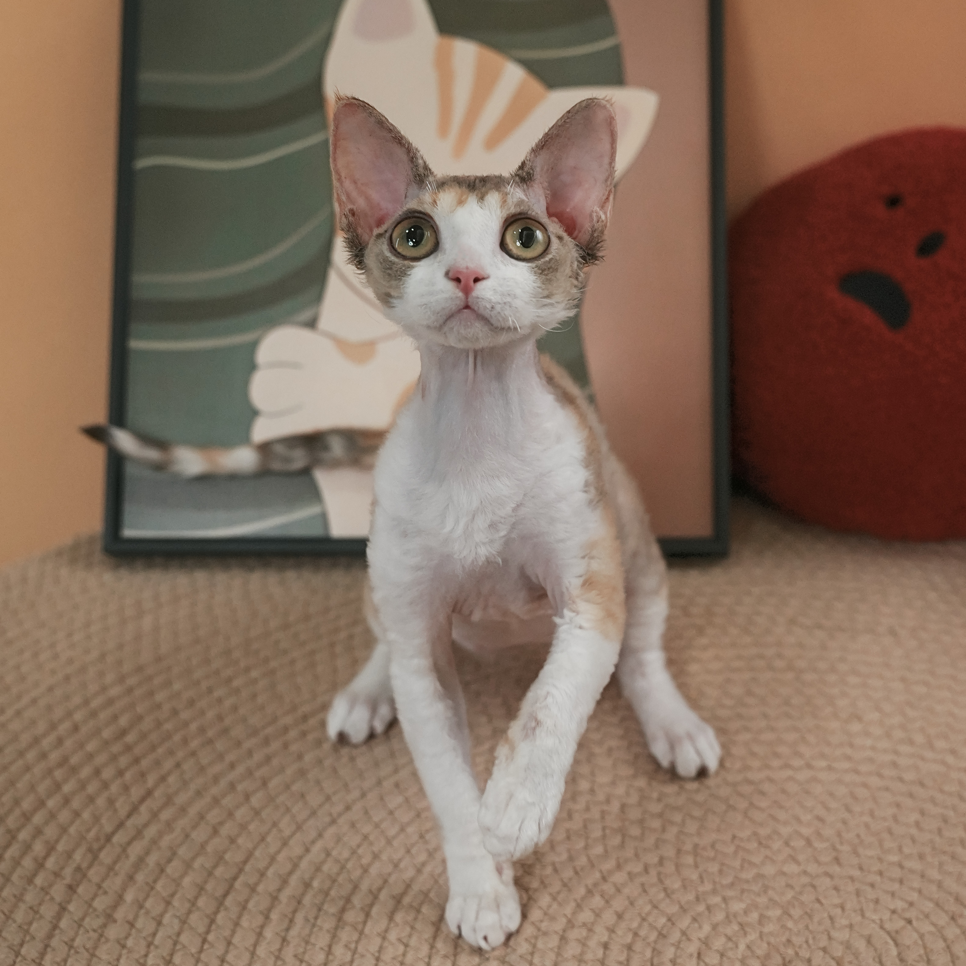 0710三花妹妹-菲菲