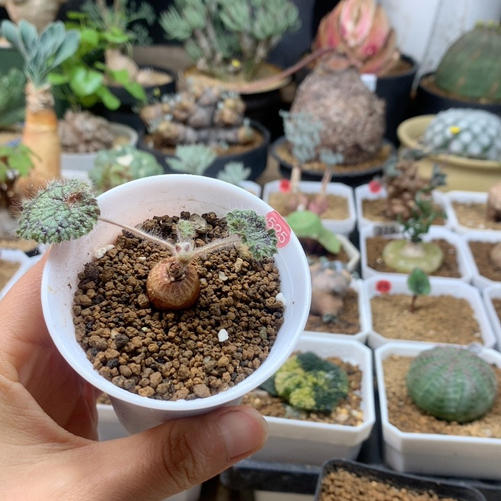 圆叶杨葵母本带盆525