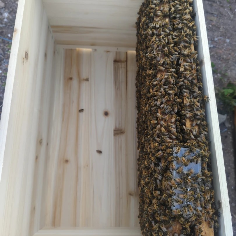 优质意蜂蜂群两脾工蜂带产卵蜂王带箱整箱到家蜜蜂