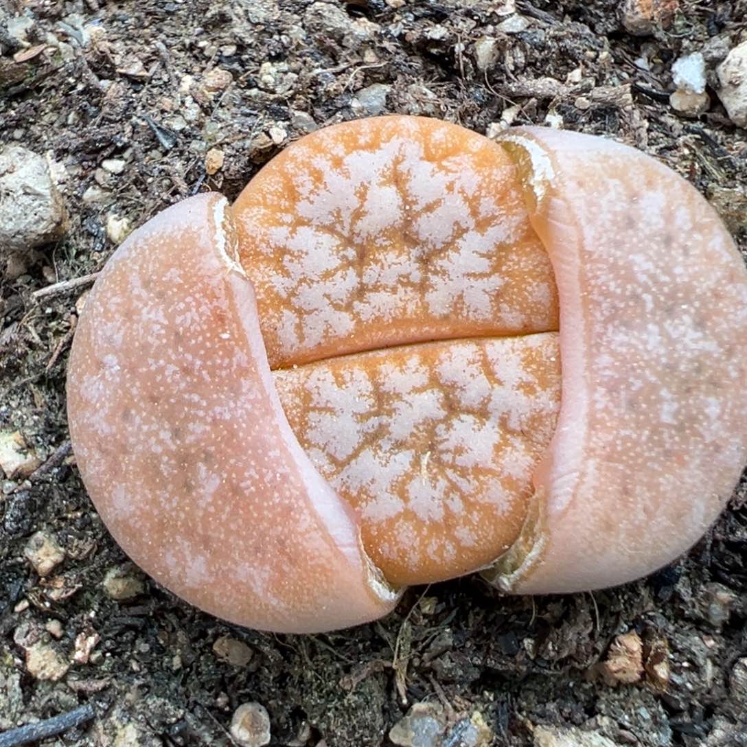 2.14好看的多肉503