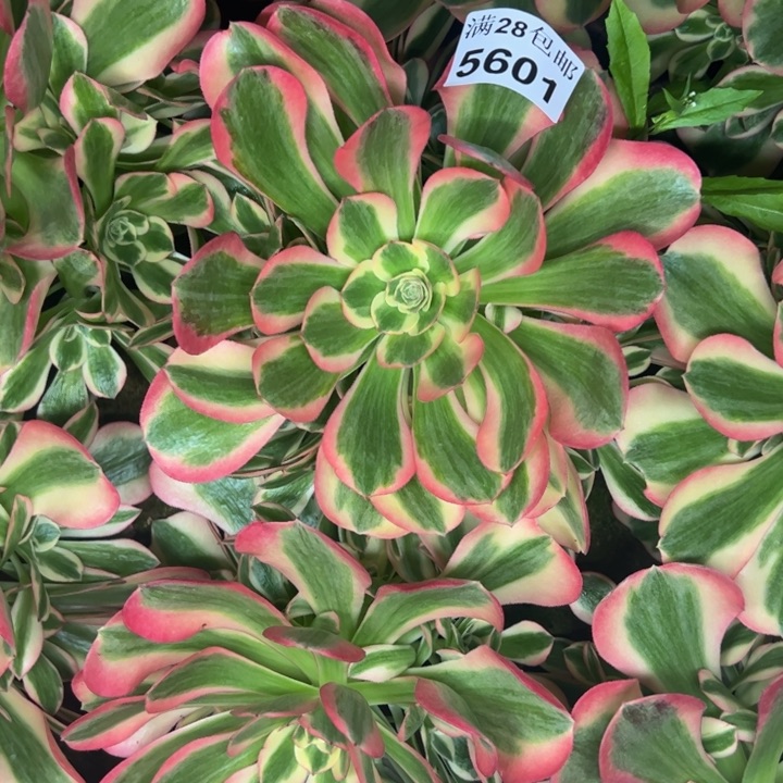 5601南女郎多肉植物