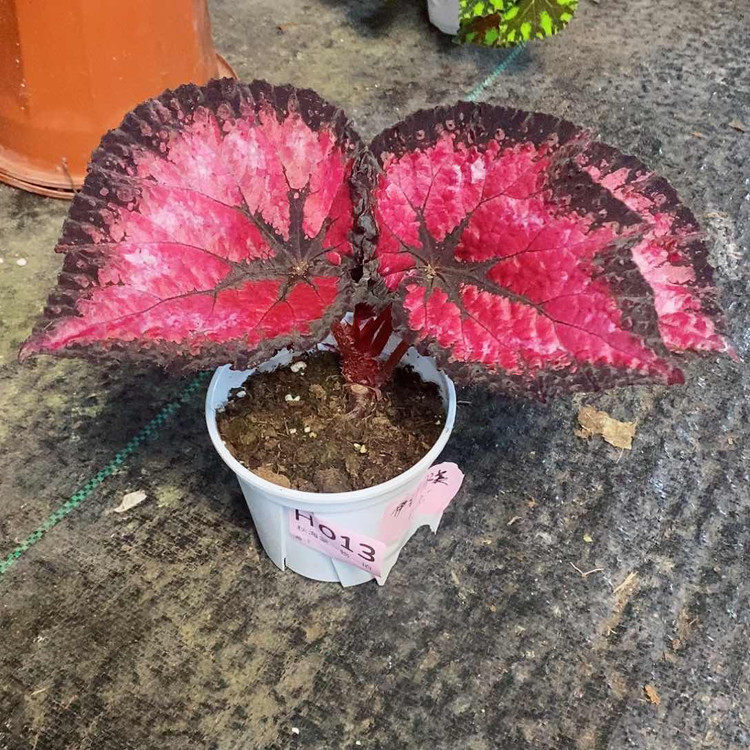 不开花植物奇***法秋海棠013