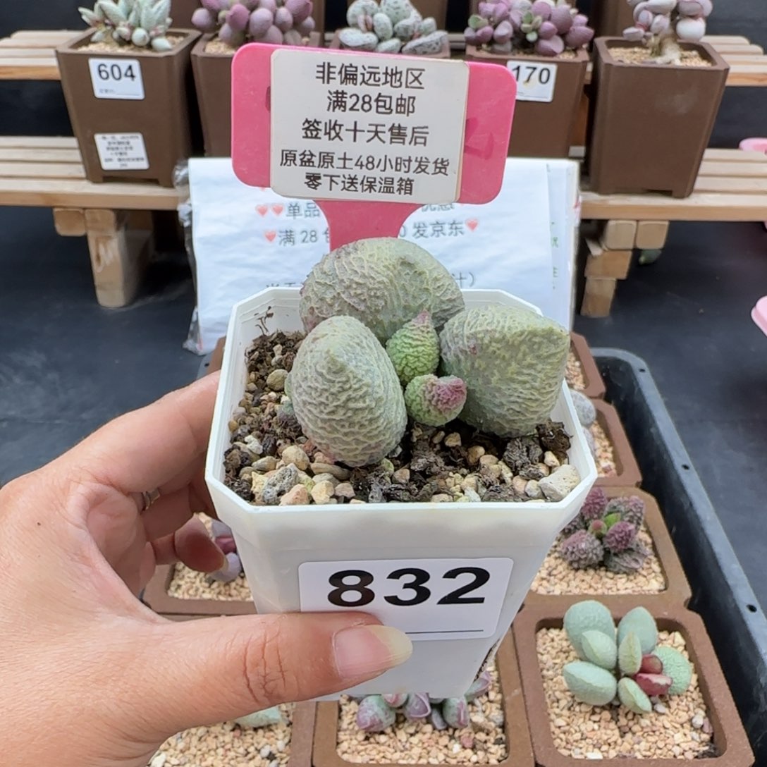 浪***。832巨猪宝多肉植物微瑕