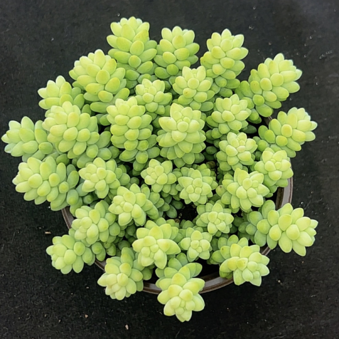 玉坠3单包邮带盆土发