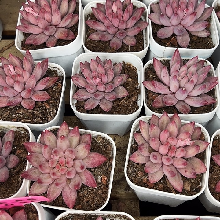 金鱼姬。     福利多多